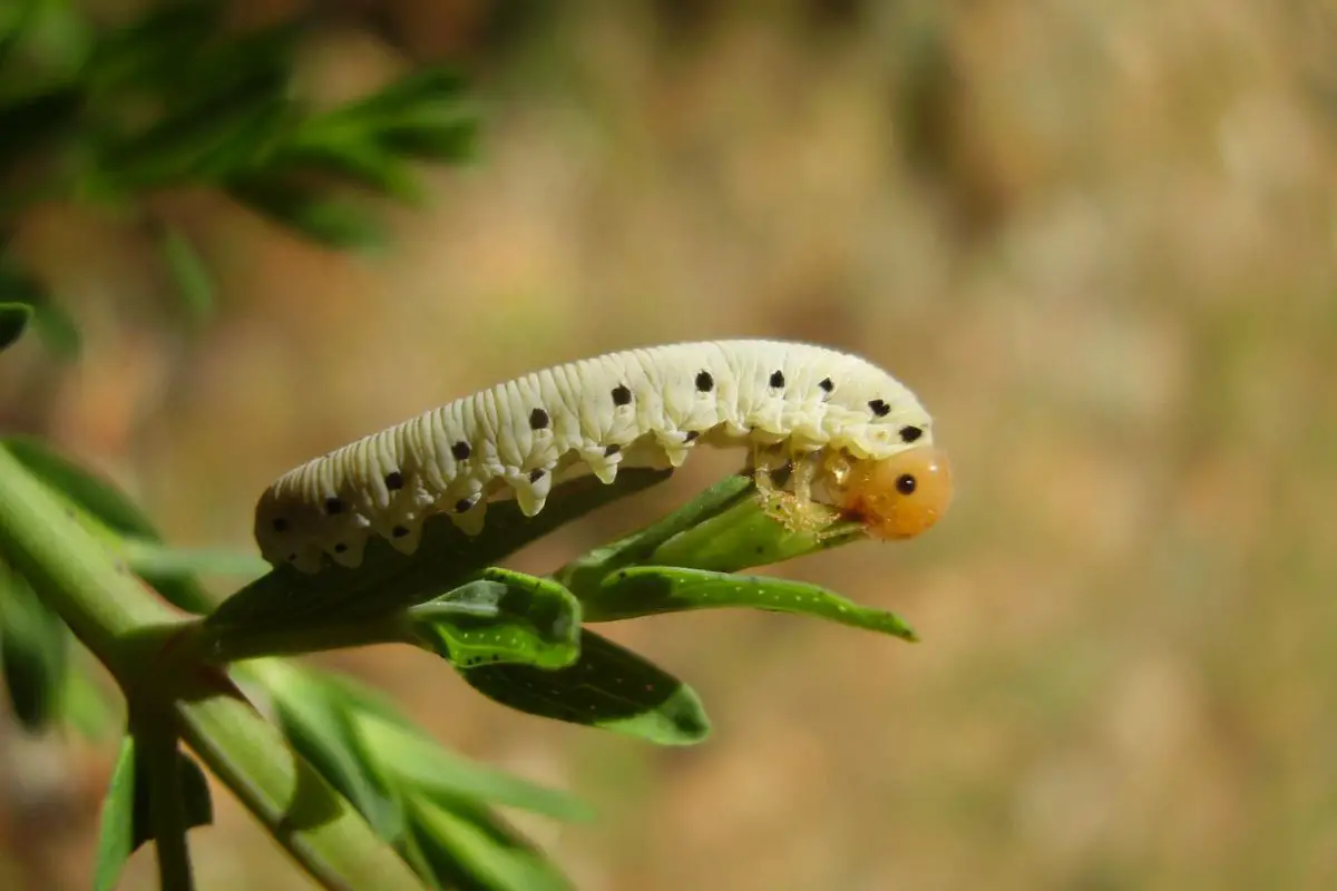 Close-up of Sawfly larvae eating a leaf.