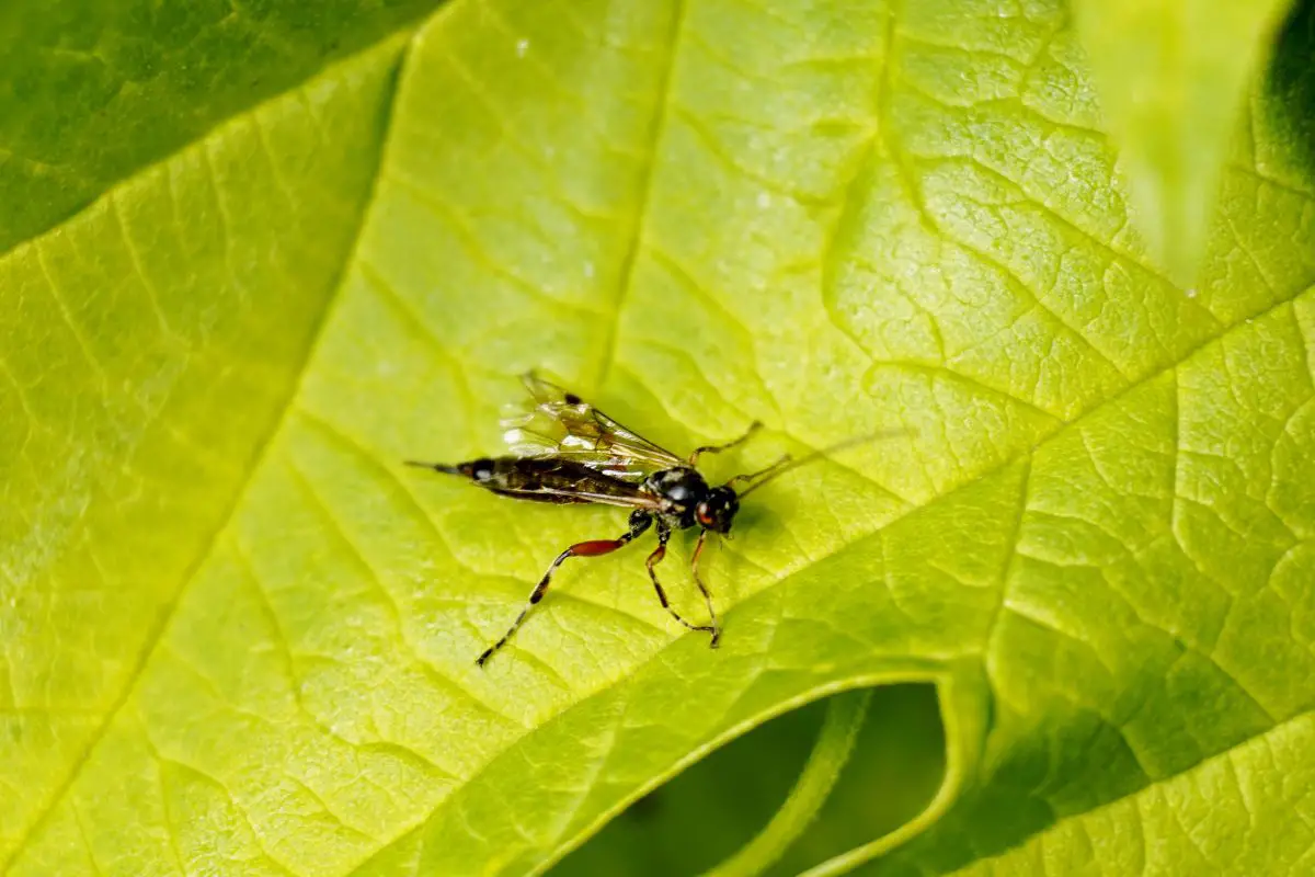 Horntail wasp on a leaf.