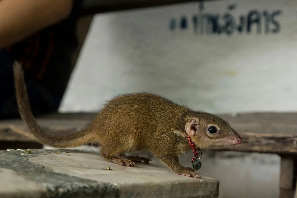 A tree shrew on the table.