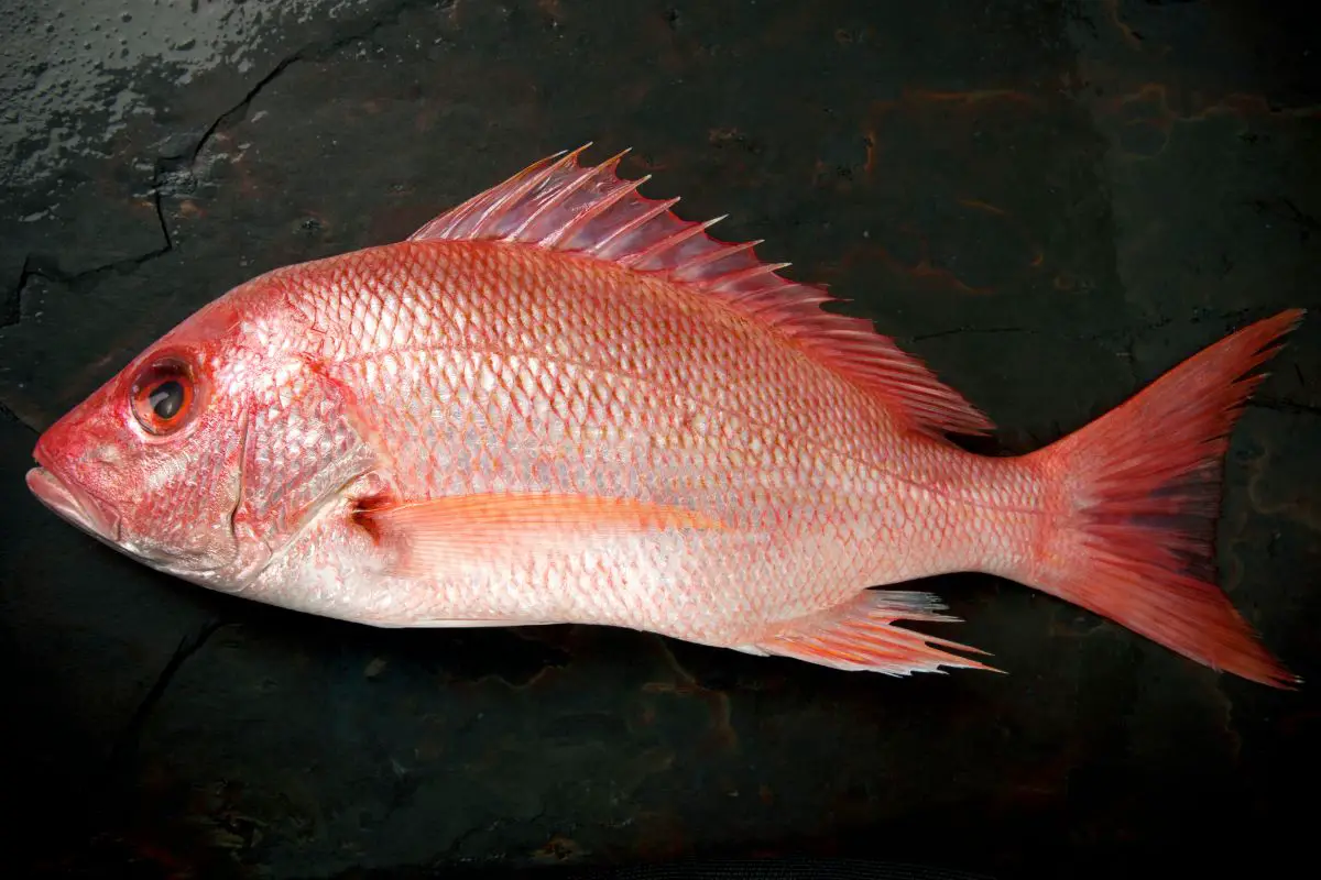 A side image of a fresh red snapper placed on black cement.