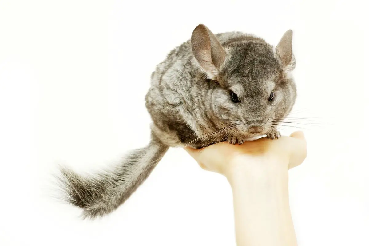 A gray chinchilla isolated on white.