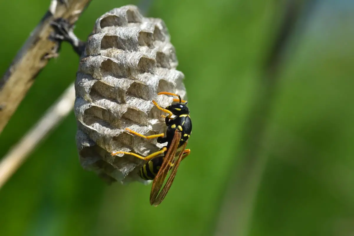 Darwin wasp on a honey comb.
