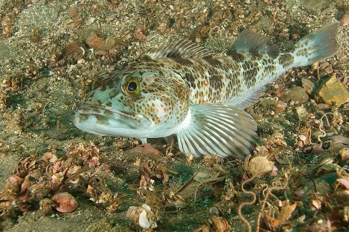 Raw image of Lingcod on California reef.