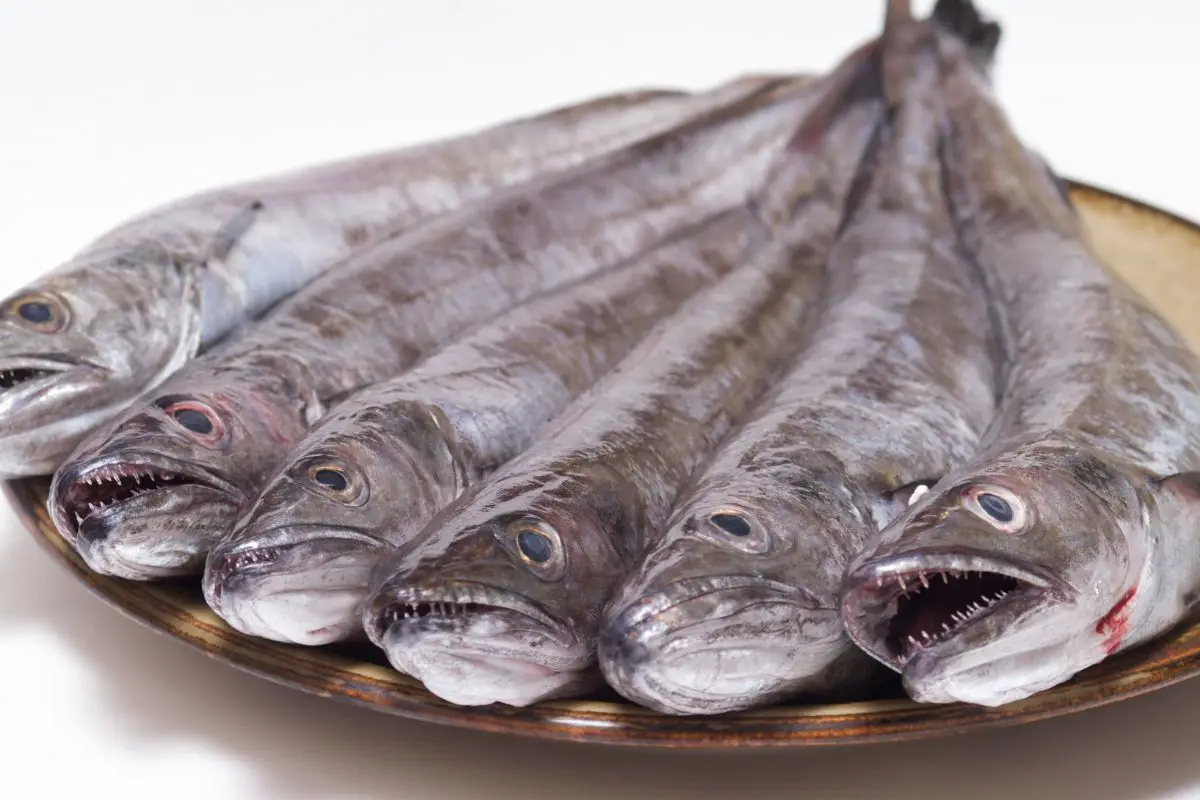 Fresh hake seafood served on a ceramic plate.