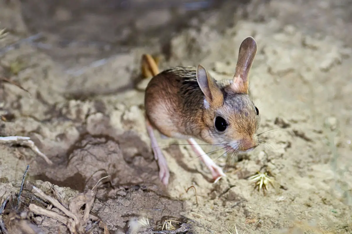 A jerboa from the bulk.