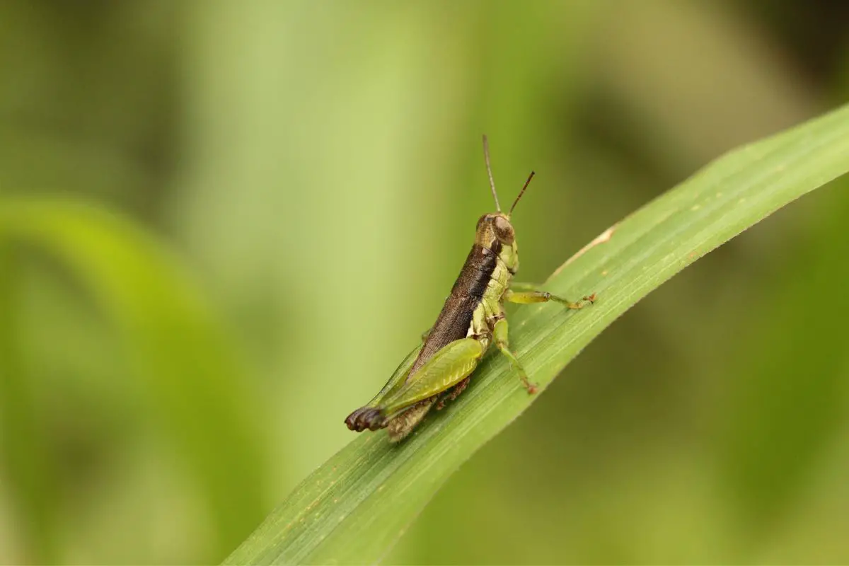 Macro shot of little grasshopper resting on a leaf.