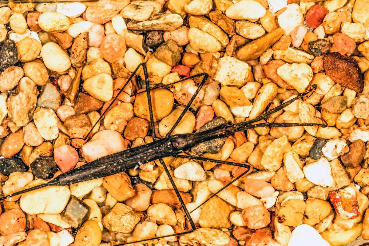 Water Scorpion photographed in a rusty surface.