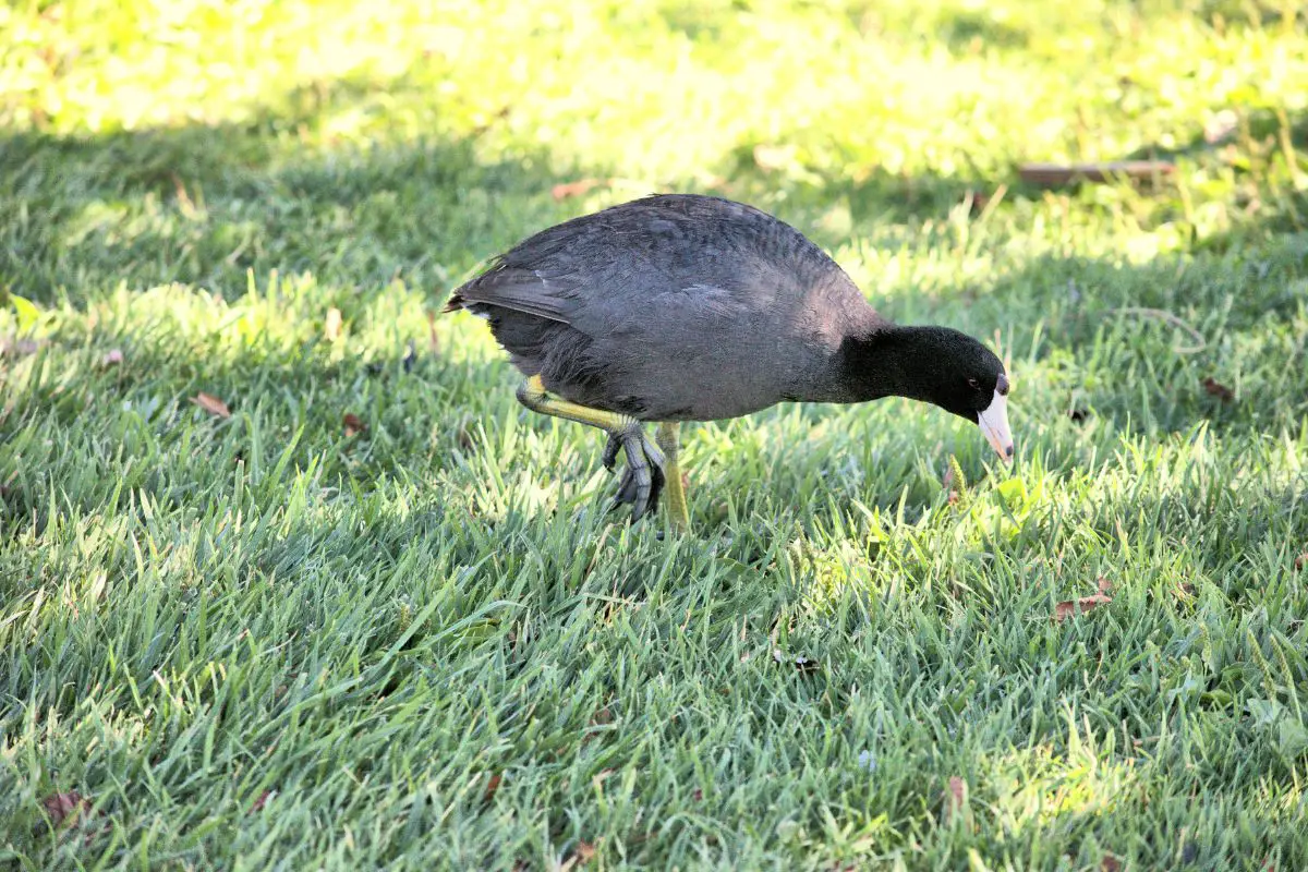 American coot in the grass field looking for food.