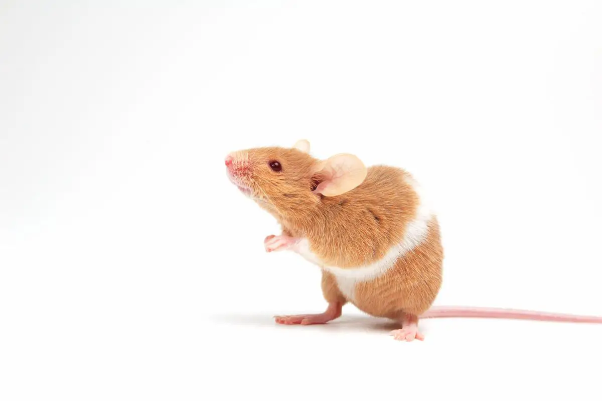 A cute mice on a white background.