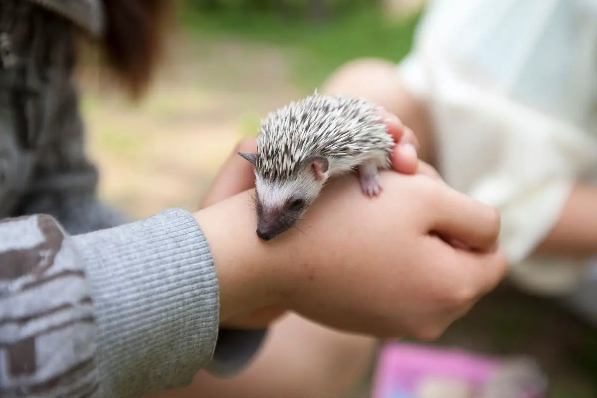 A cute hedgehog in a palm.
