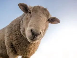 A close-up photo of a farm sheep.