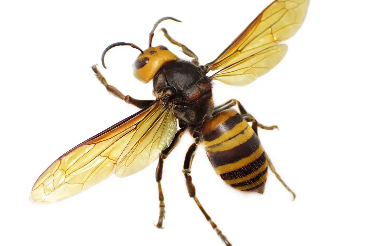 Asian Hornet in white background.