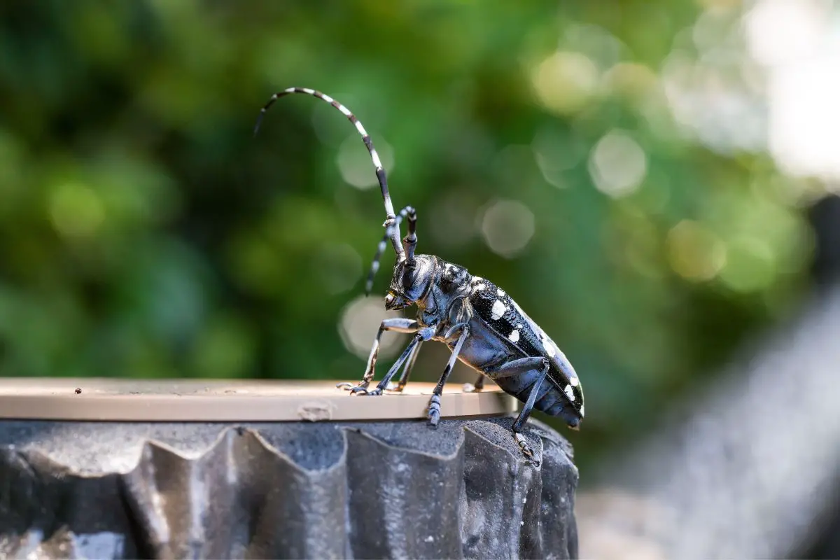 Asian longhorn beetle soaking up the summer heat.