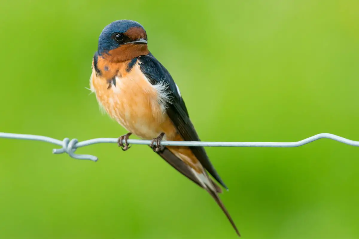 Barn Swallow perched on a page wire fence.