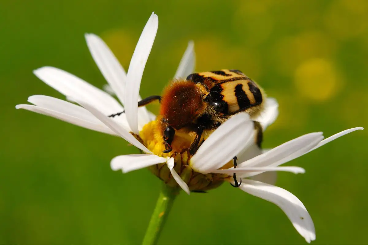 Bee Beetle on corn chamomile flower.