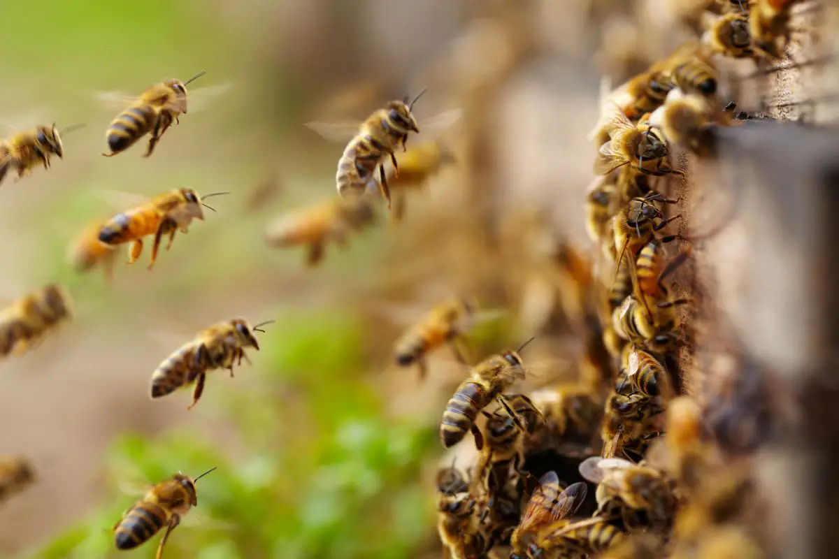 Close-up of honey bees flying.