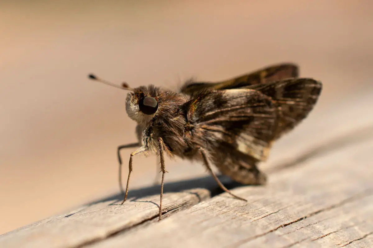 Bee Robber Moth sitting on the wood.