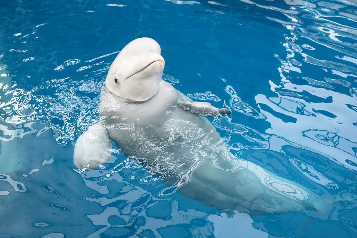 A white beluga whale underwater.