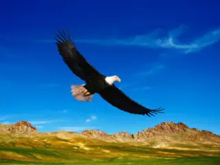 Eagle flying in the sky.