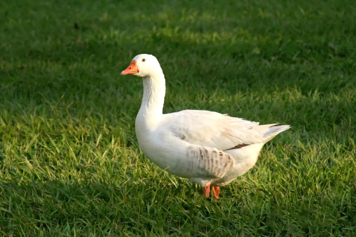A white duck on the green grass.