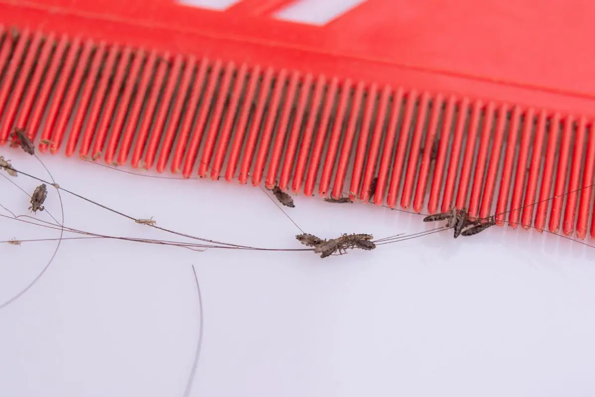 Raw image of lice in hair and comb.