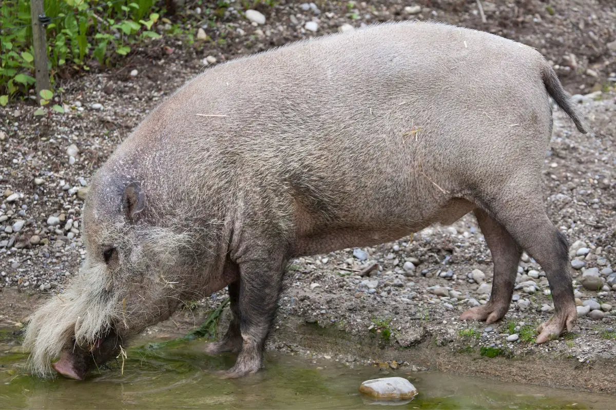 Bornean bearded pig in the water.