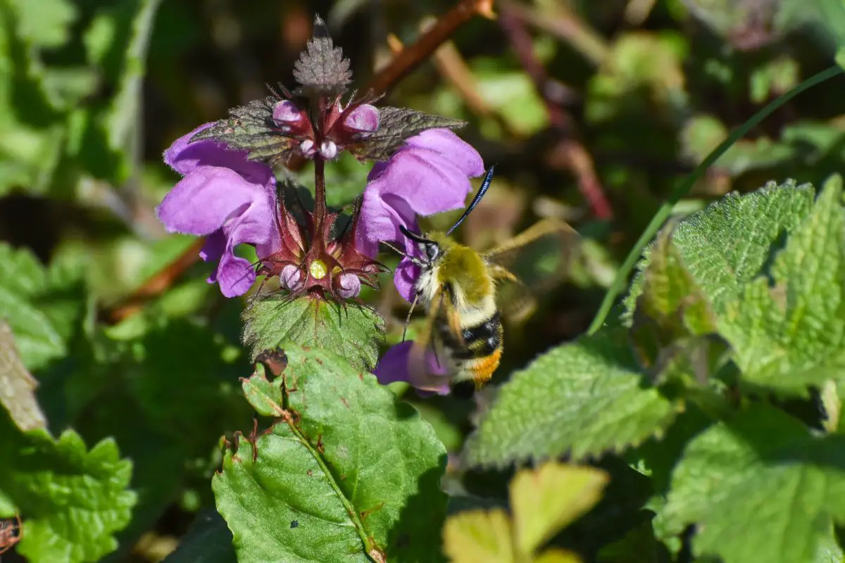 Broad-Bordered Bee Hawk-moth enjoying the nectar on wild meadow.