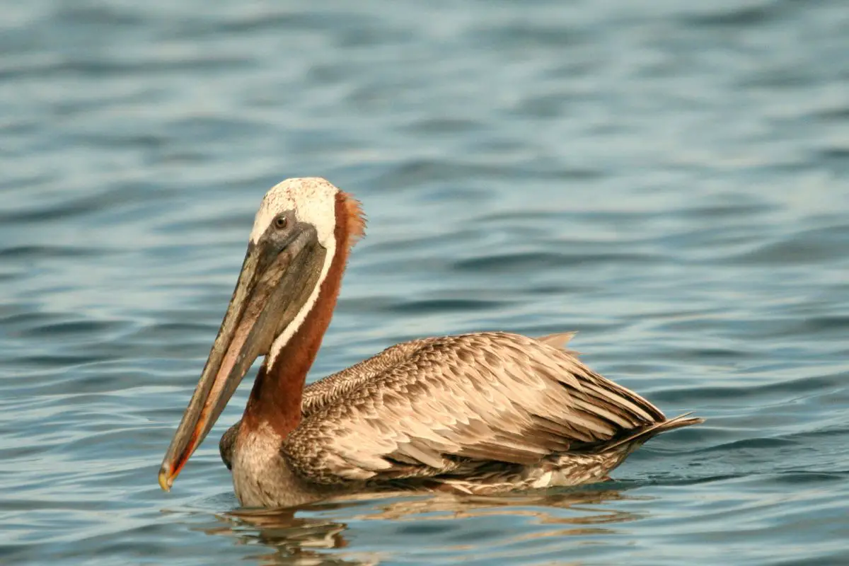 Brown pelican on pacific ocean.