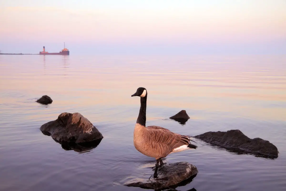 Canada goose at lake Ontario beach.