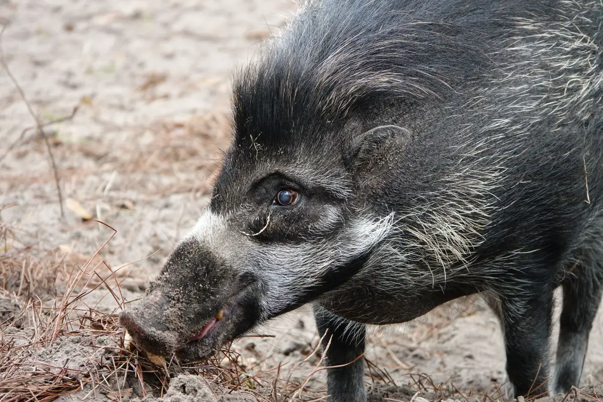 A portrait photo of celebes warty pig.
