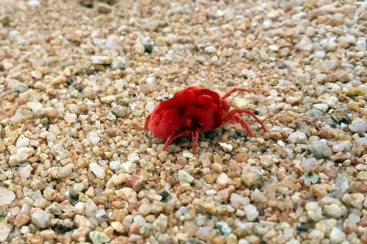 Red bug mite Chigger walks around the small rocks.