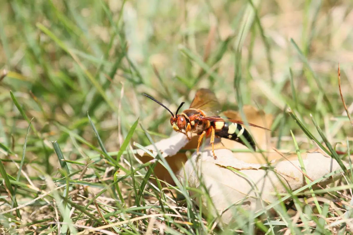 Cicada Killers perched on the leaf in the green grass.