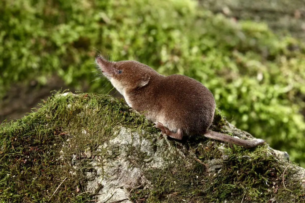 Common shrew sitting on the rock.