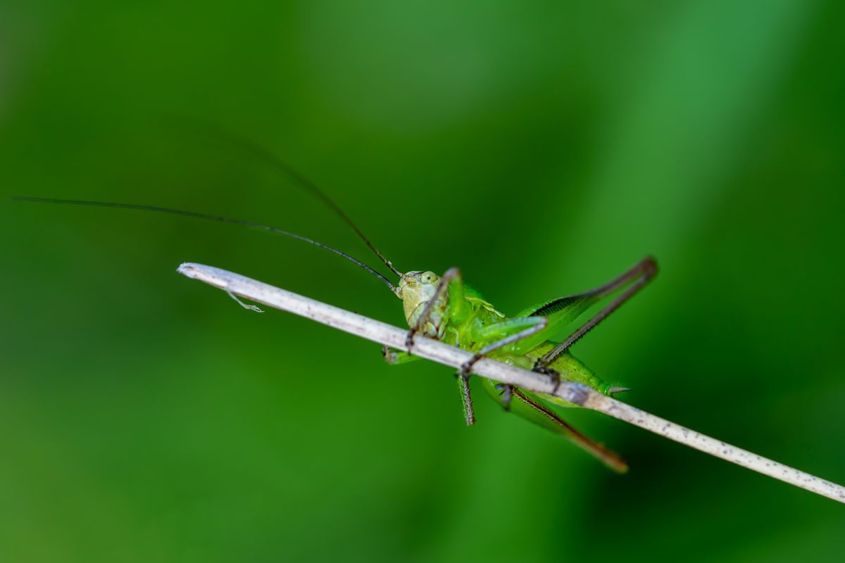 Green cricket clinging on to twig.