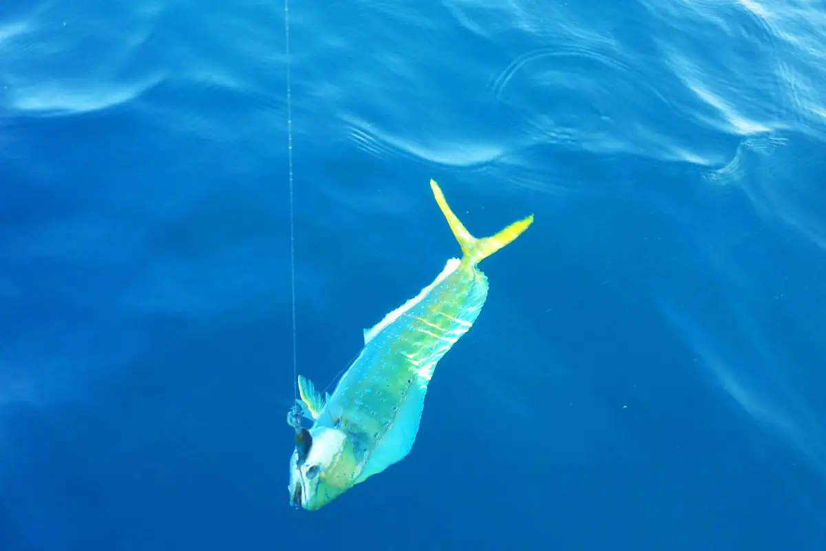 Dorado dolphinfish in the sea.