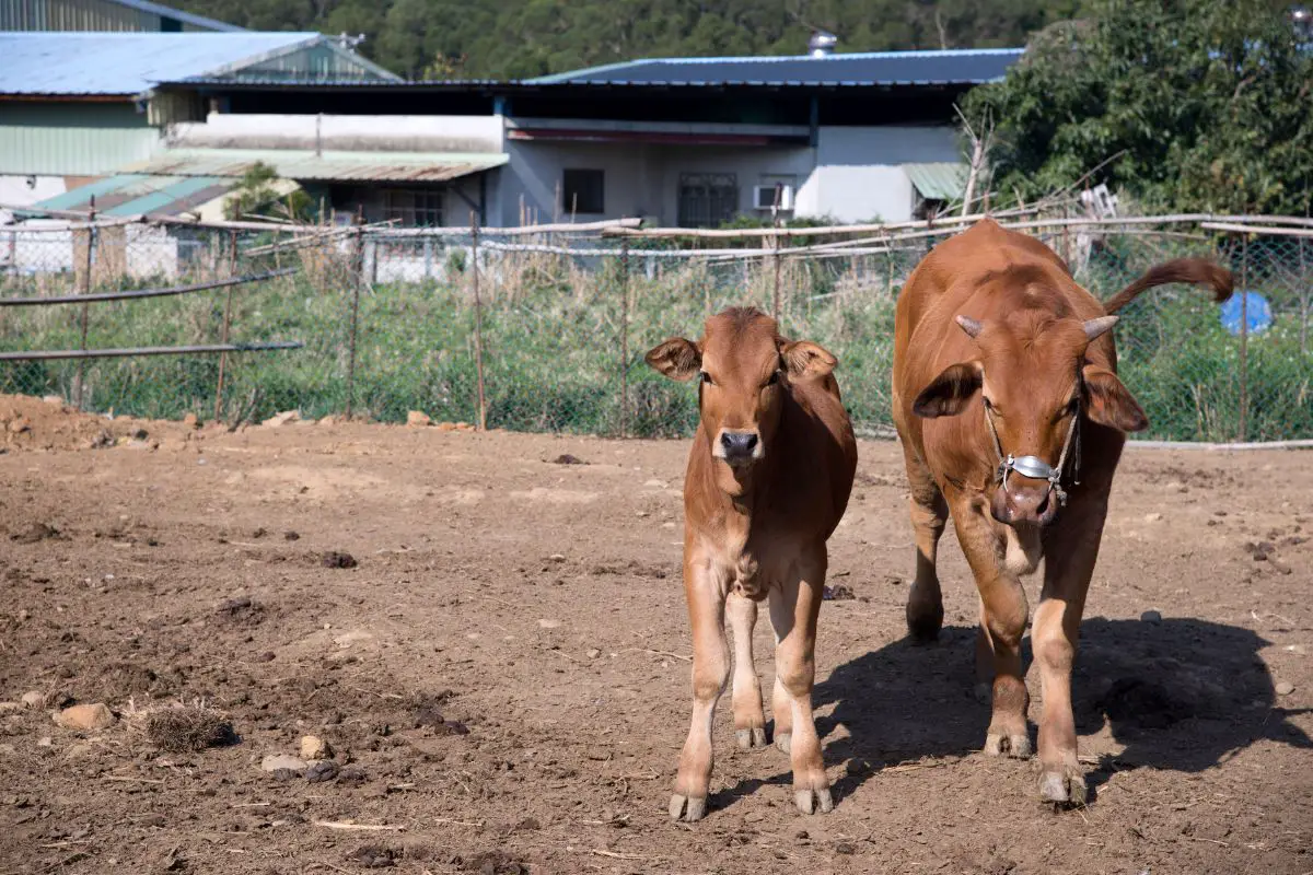 Two domesticated adult cattle in the farm.