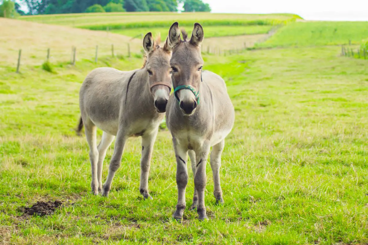 A couple of donkeys in the grass field.