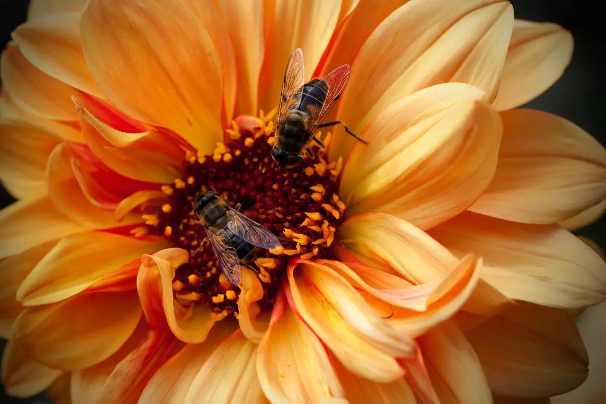 Two Drone Flies on a orange flower.