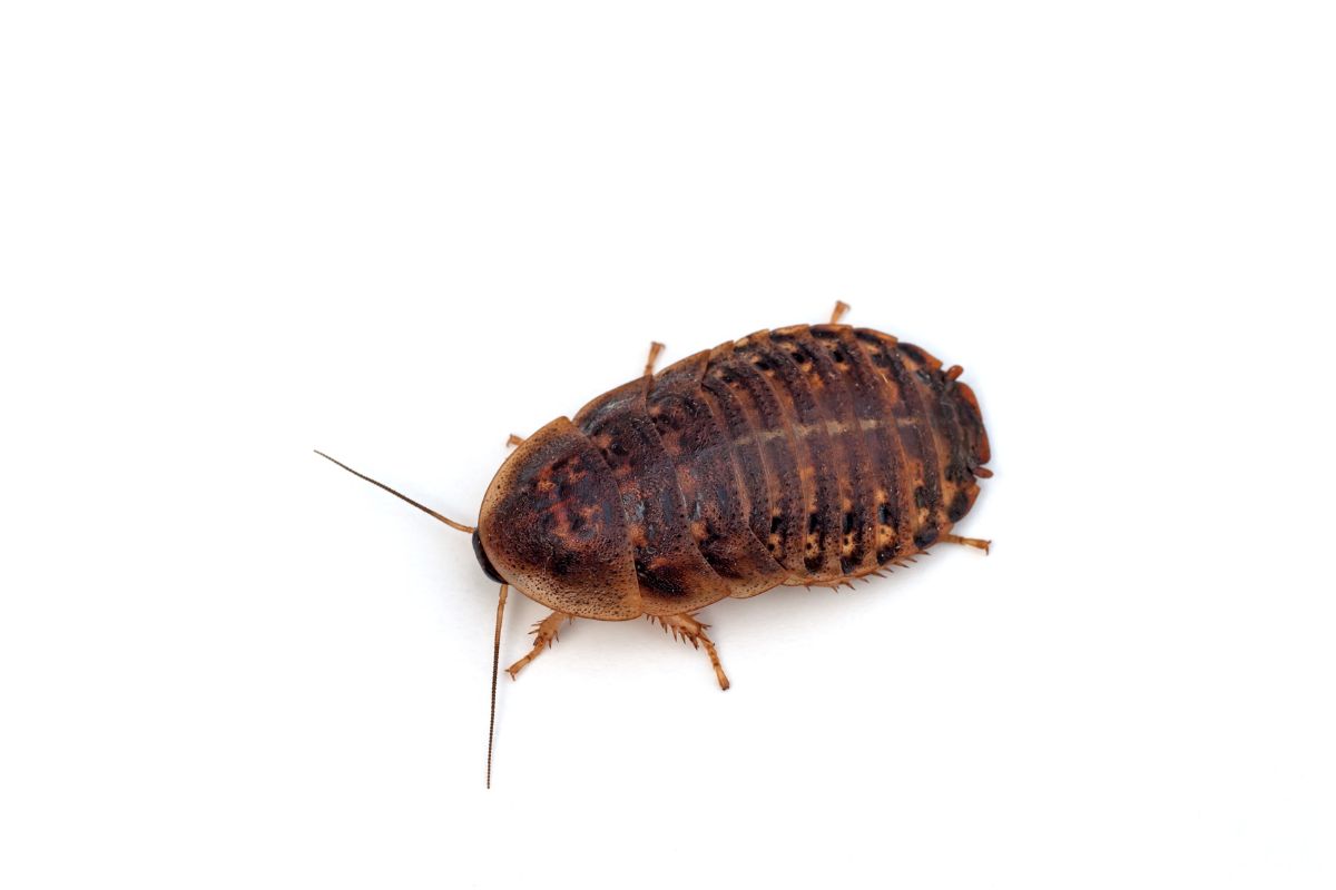 Argentinian dubia roach on a white background.