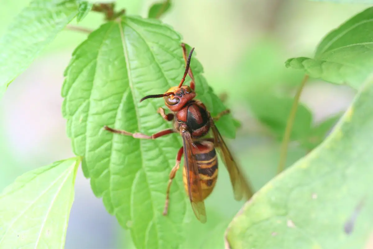 European Hornet on a green leaf.