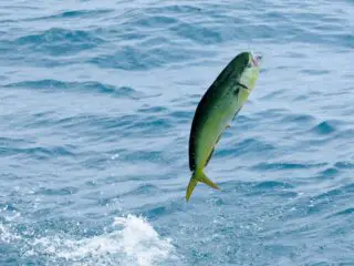 A mahi-mahi or dolphin fish jumping with fish hook in mouth.