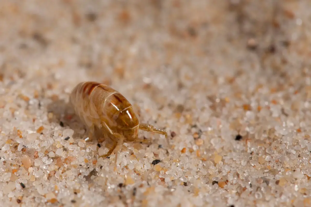 Close up macro shot of a sand flea.