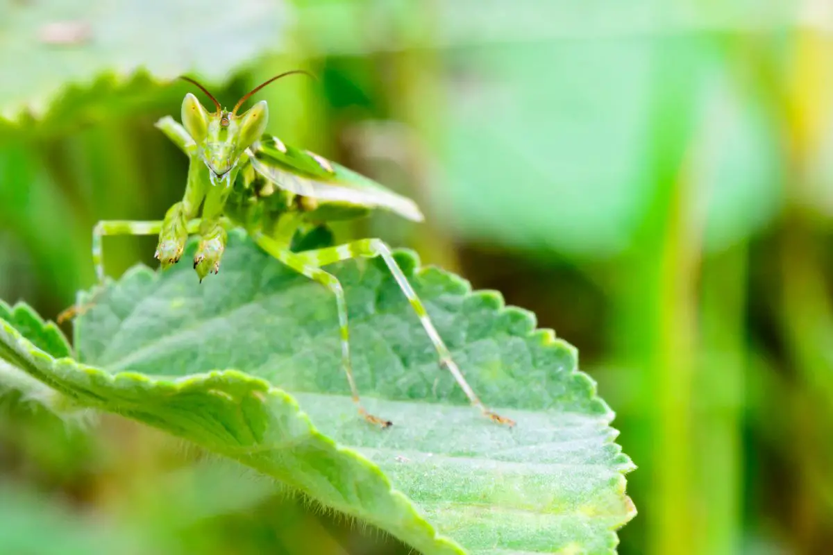 Flower Mantis on a plant leaf.