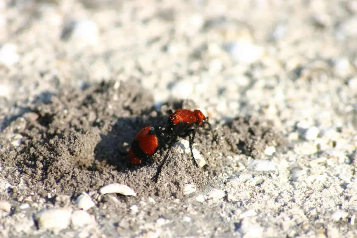 Four-Spotted Velvet Ant crawling on a sandy surface.