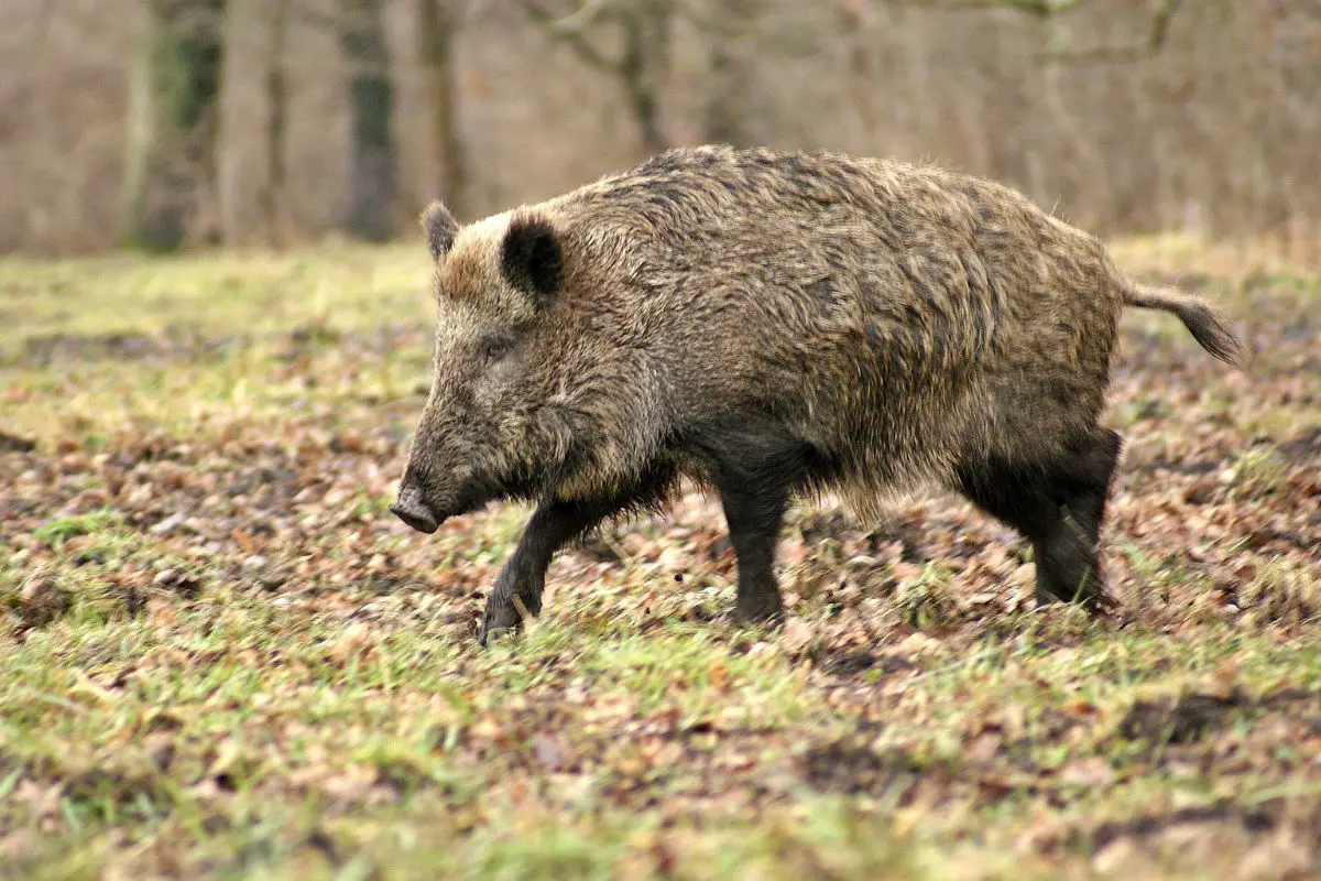 Giant forest hog running on the forest.