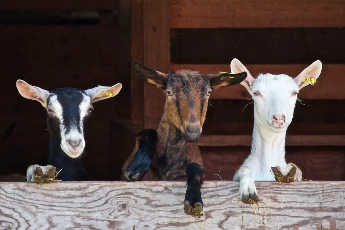 Three young goats in the barn.