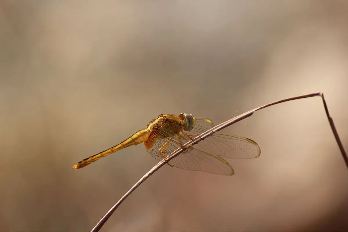 Golden Gomphidae Dragonfly on a twig.