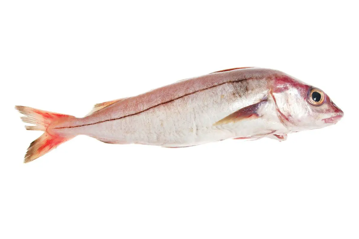 Whole haddock fish isolated on white.