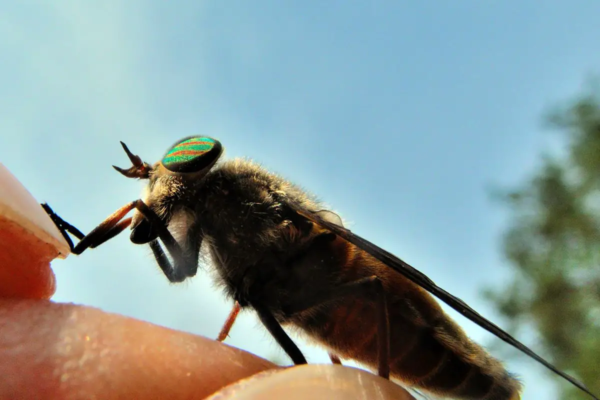 A horsefly perched on an adult's hand.
