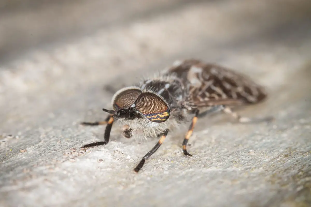 Close-up of Horsefly on the table.